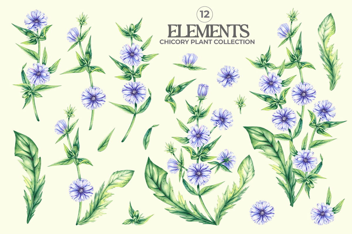 Chicory Plant Watercolor Collection, an Illustration by SashaKondr (Photo 12 of 12)