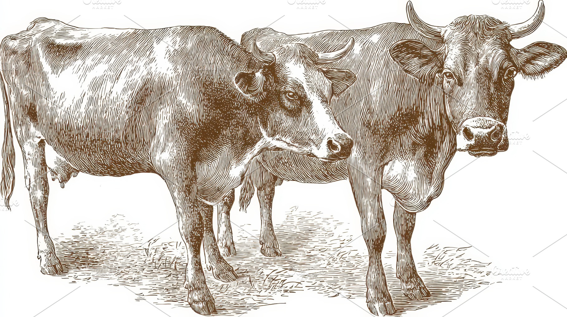 Two brown cows standing on grass, a Photo by Pavel_design