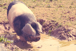 Fat swine bathing in mud
