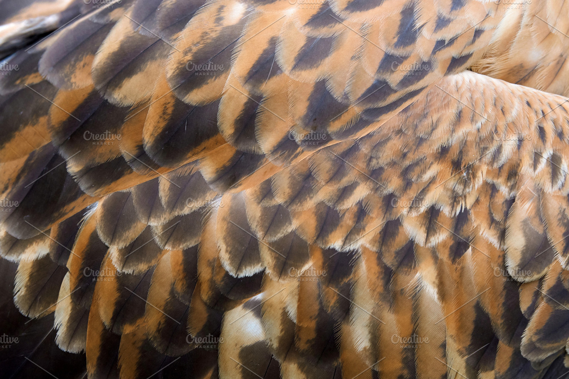 Animal skin texture containing feather, animal, and background, an ...