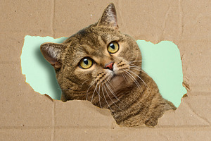 A curious cat with bright green eyes peering out from a ragged,, an Animal Photo by ndanko