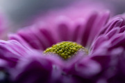 Purple chrysanthemum flower, a Background Photo by Ana Dee Photography (Thumbnail 2 of 2)