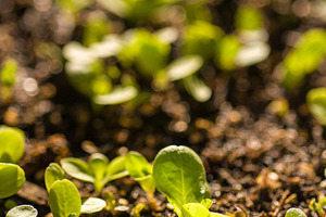Sprouts featuring 2012, arizona, and gardening