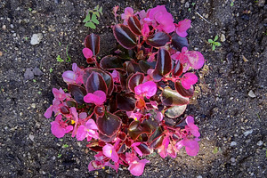 Small flower on soil, a Nature Photo by DanFLCreativo