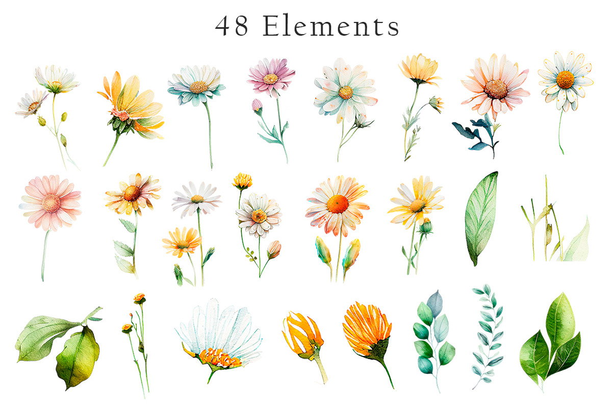 Watercolor Daisies Flowers Clipart, an Object Illustration by Evgeniia (Photo 4 of 8)