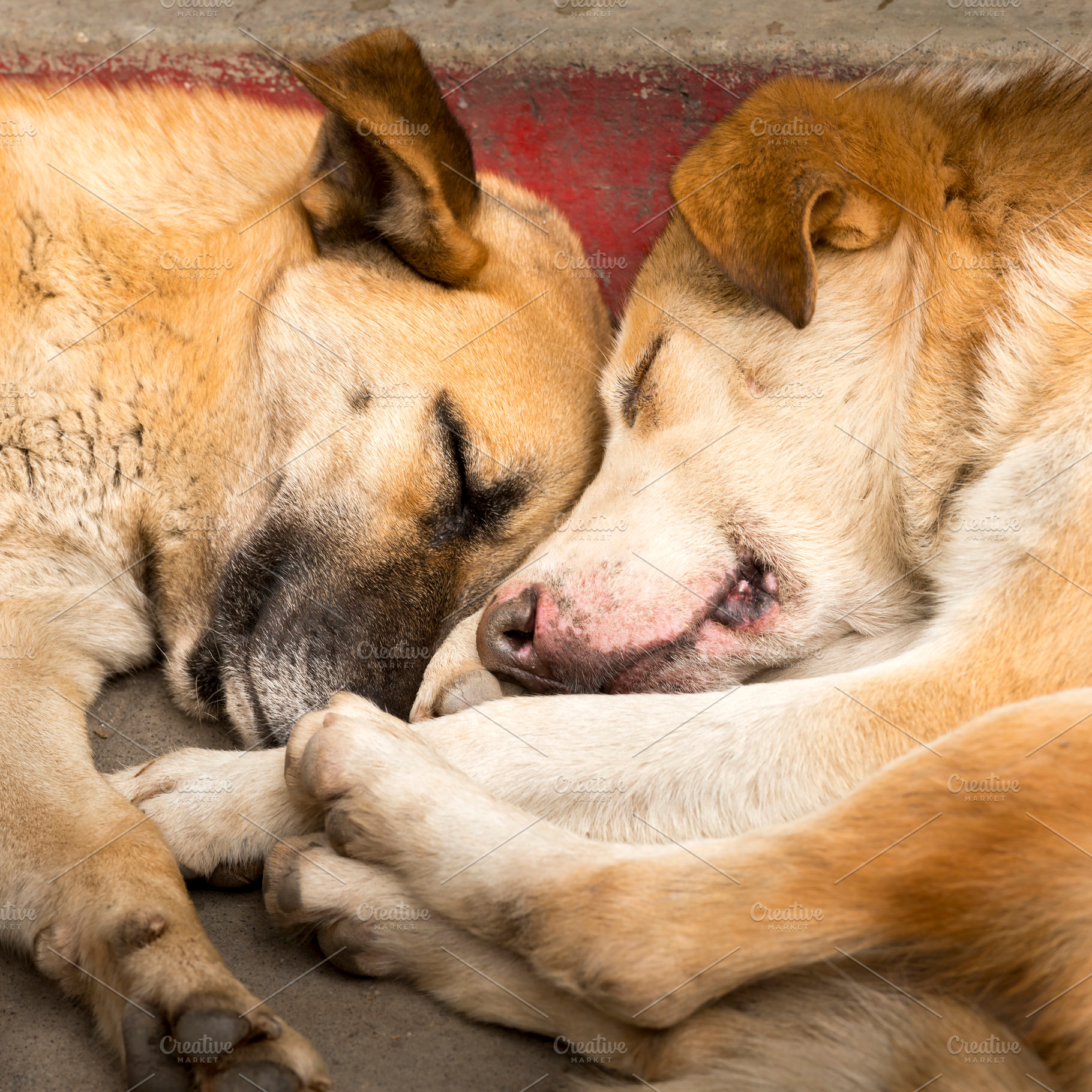 Dogs Best Friend, an Animal Photo by THP Creative