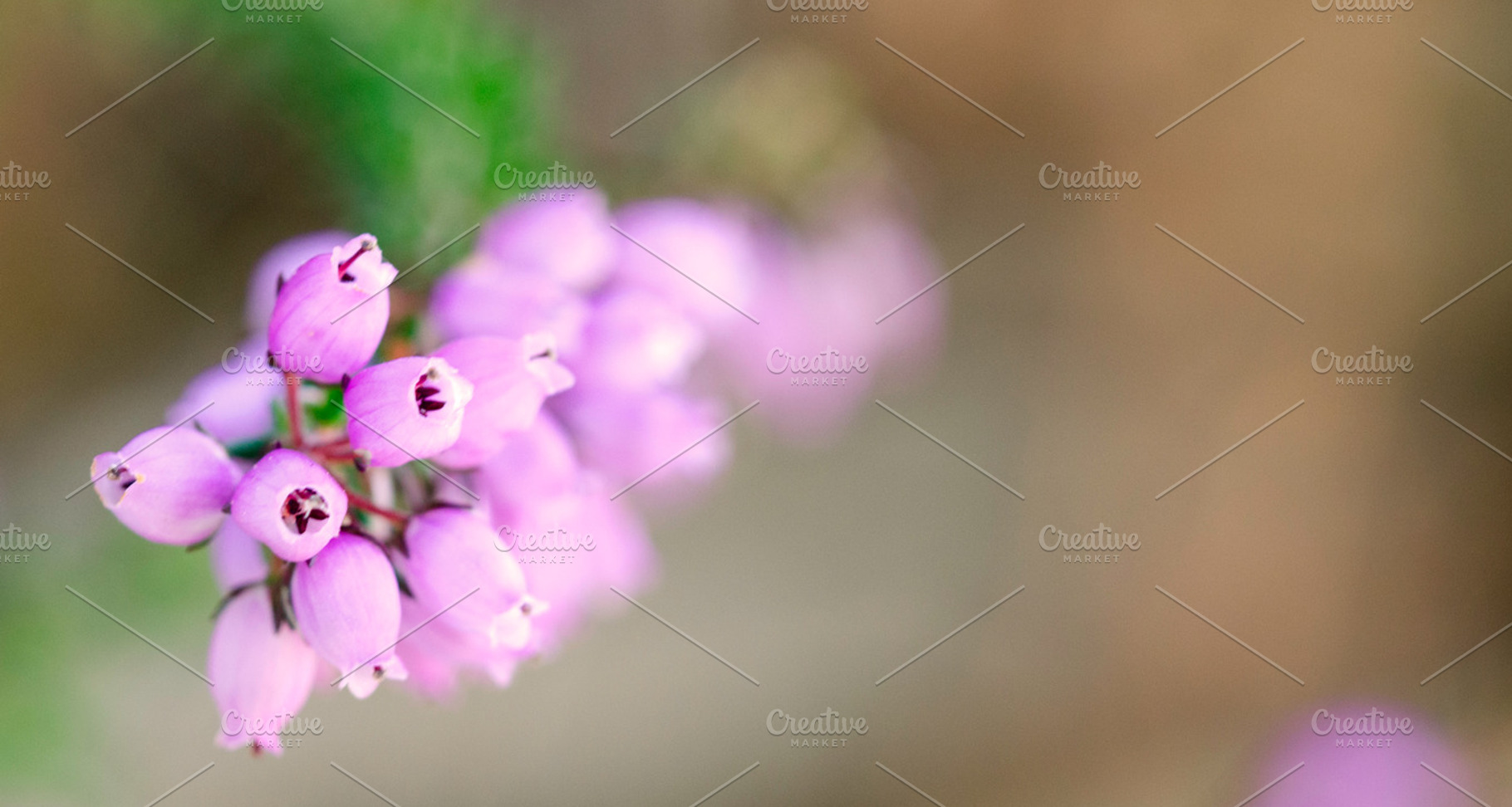 Heather flowers stock photo containing heather and beautiful, a Nature Photo by Mineko