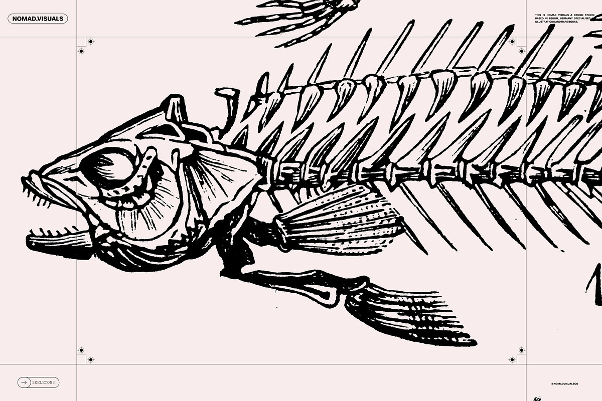 Skeletons & Bones, an Animal Illustration by Nomad Visuals (Photo 8 of 15)