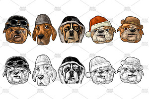 Head dog with human hat