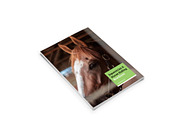 Horse Riding A4 Brochure, a Brochure Template by Incools Stokie (Thumbnail 13 of 13)