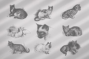 Cats Vector Set, an Illustration by Retro Machine (Thumbnail 12 of 21)