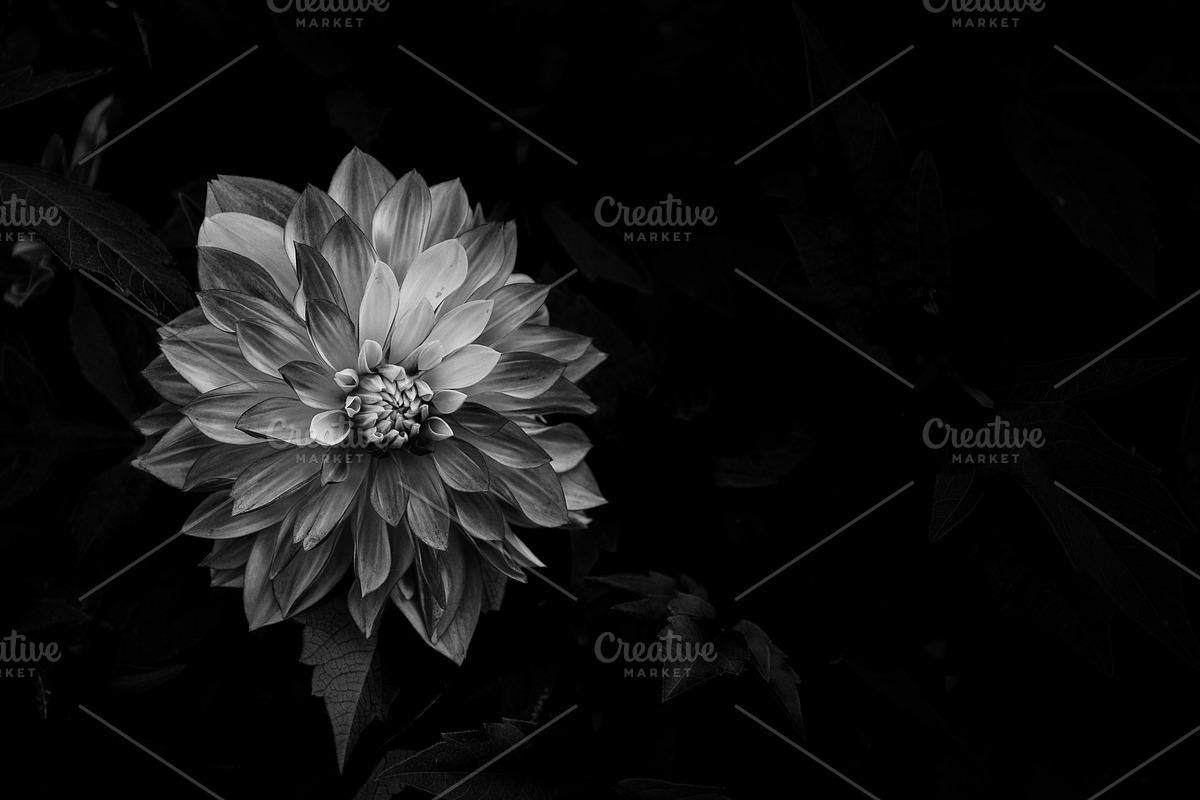 Dahlia on Dark Black x2, a Nature Photo by Bronwyn Voth (Photo 1 of 2)