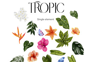 Tropic. Watercolor Graphic