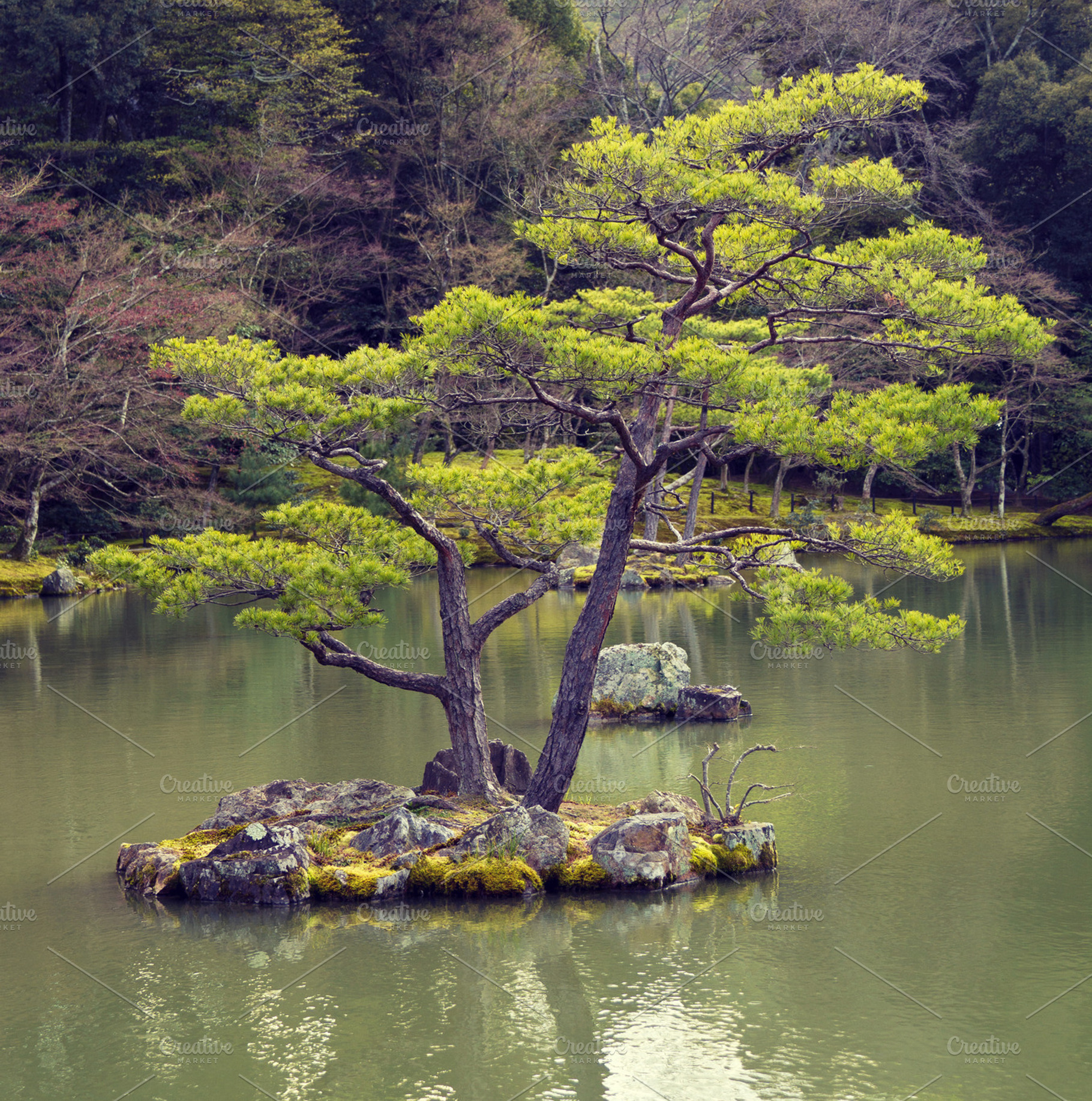 Pine tree in japanese garden, a Nature Photo by BOOCYS