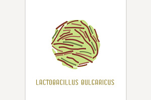 Lactobacillus Bulgaricus Image