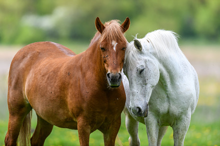 White and brown love horse on field, an Animal Photo by Byrdyak