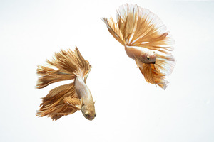 Yellow gold color of siamese fightin featuring thailand, action, and