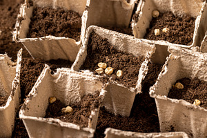 disposable paper pots made of peat with chernozem and pea seeds , planting drie, a Photo by rsoollAI