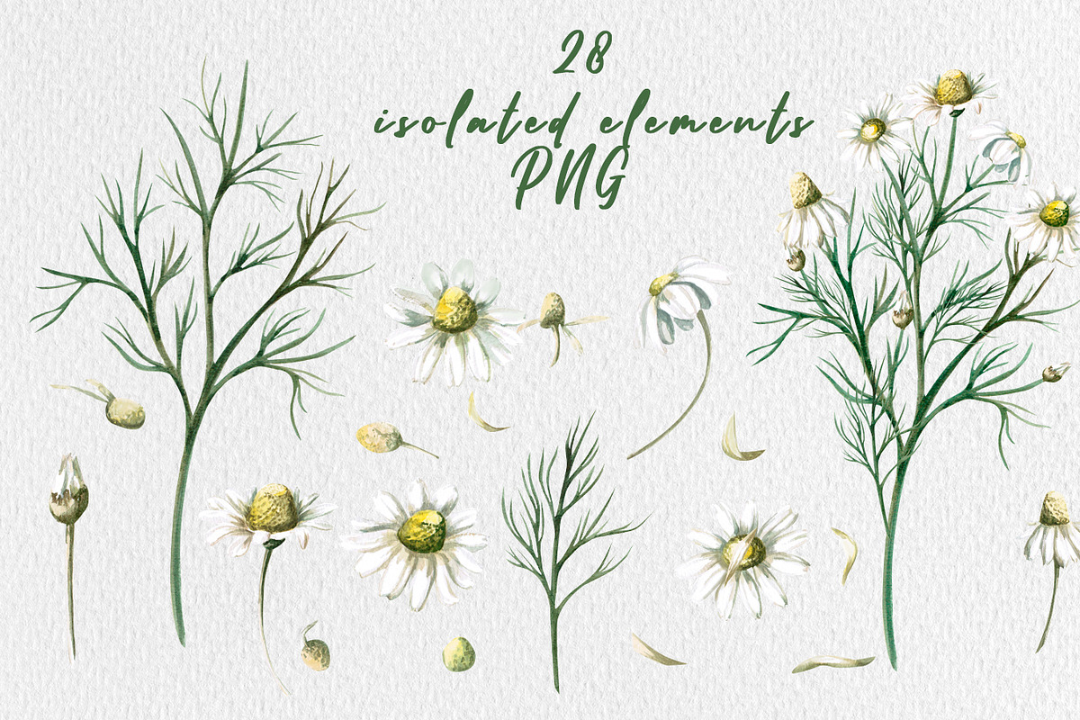 Chamomile watercolor clip art, a Decorative Illustration by SvetLana (Photo 2 of 13)