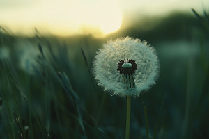 Dandelion on a field at sunset., a Nature Photo by MistyDay