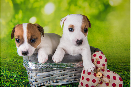 Two cute jack russell terrier, an Animal Photo by COLORFUL