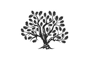 Isolated vector oak tree illustratio