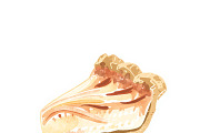 Watercolor Cakes & Pies Set, an Illustration by hafijul (Thumbnail 4 of 11)