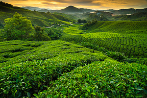 Sunrise at tea plantation stock photo containing sunrise and tea