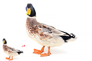 Turn photo into Animal Oil Panting, an Action Add-On by MRI STUDIO (Thumbnail 8 of 9)