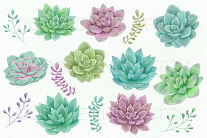 Watercolor Succulent Illustrations