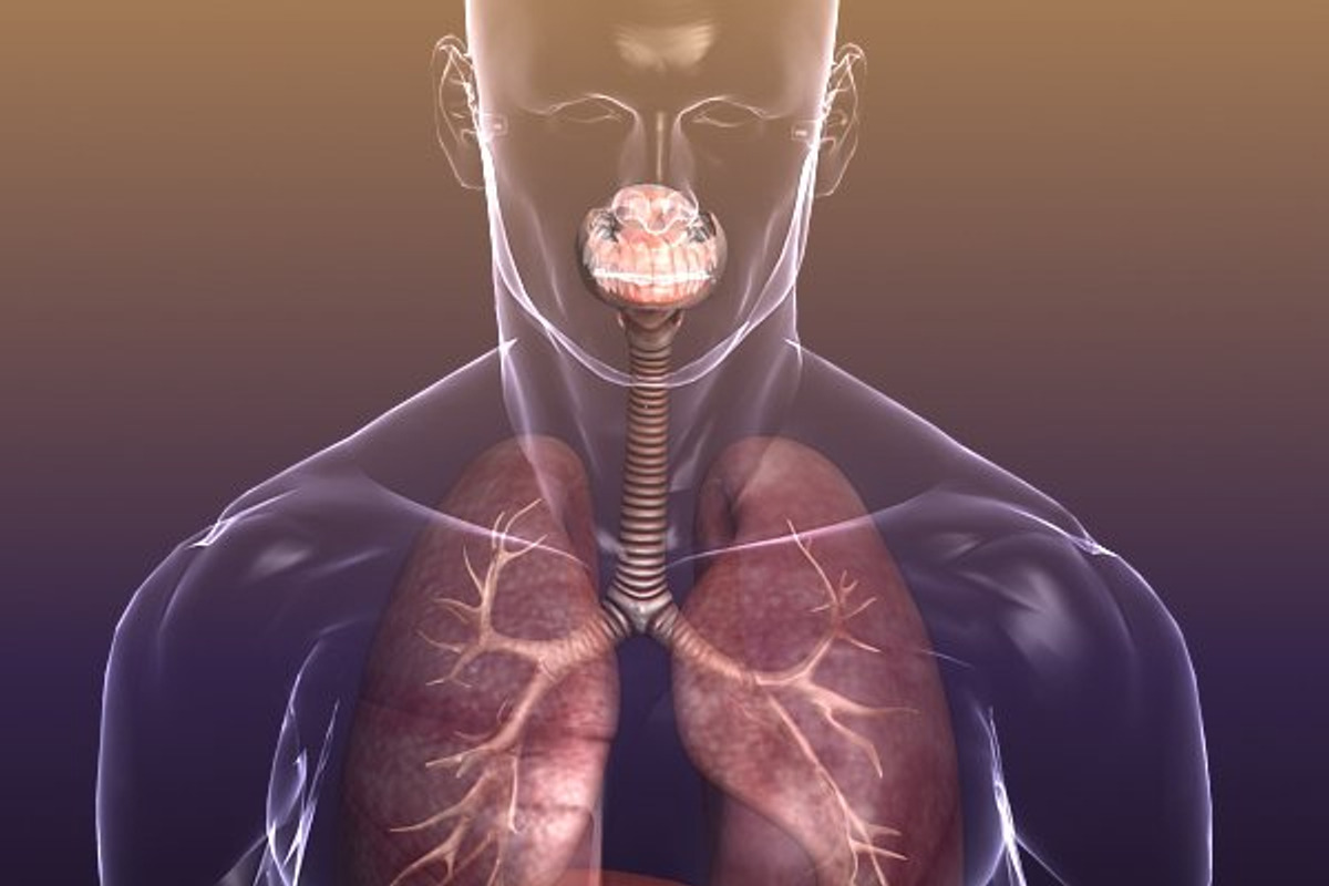 Respiratory System Lungs Body, a Characters & Person 3D Model by VisualCG (Photo 2 of 5)