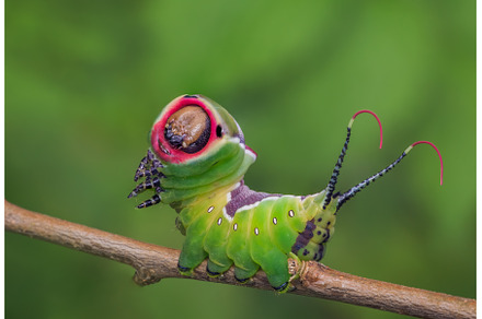Beautiful caterpillar in a, an Animal Photo by Lukas Jonaitis SHOP