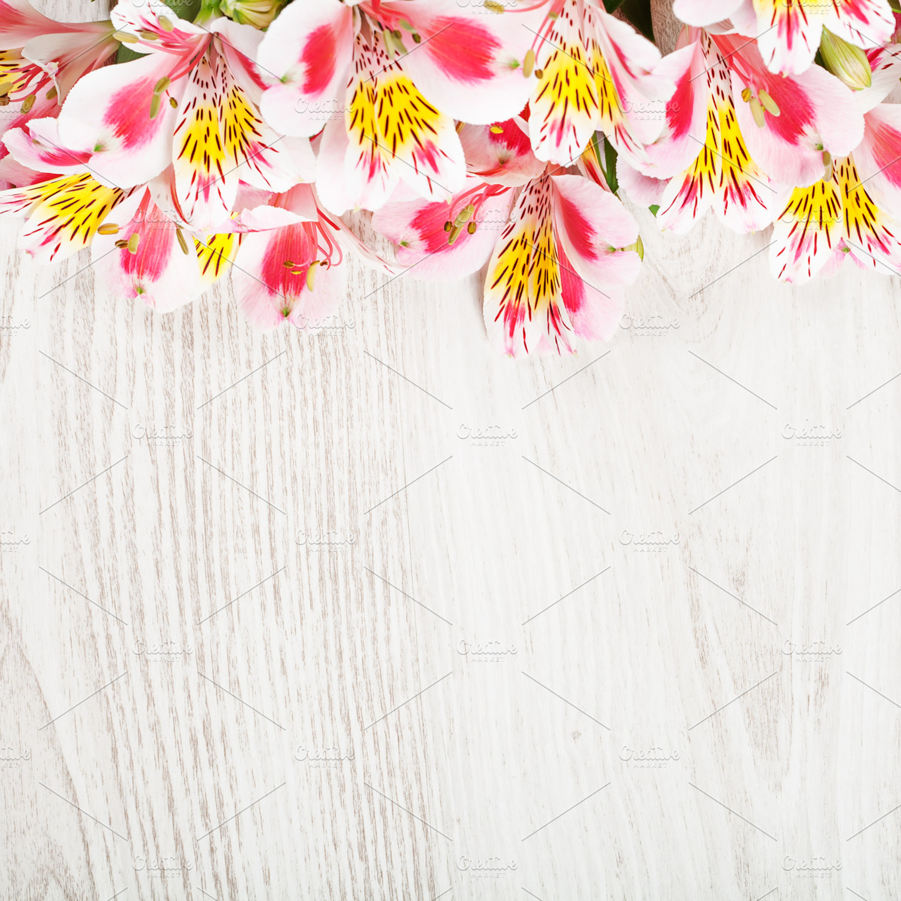 Pink Flowers Alstroemeria On Light W