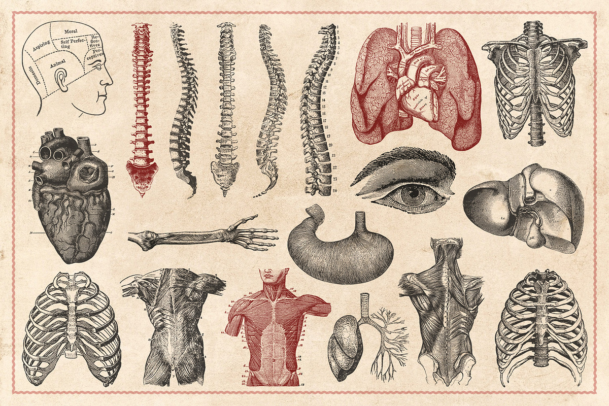 100 Vintage Anatomy Vectors, an Illustration by Brigantine Designs (Photo 5 of 7)