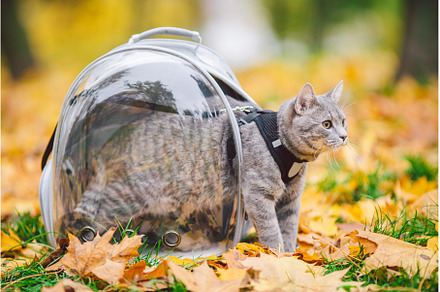 Gray cat in backpack with porthole