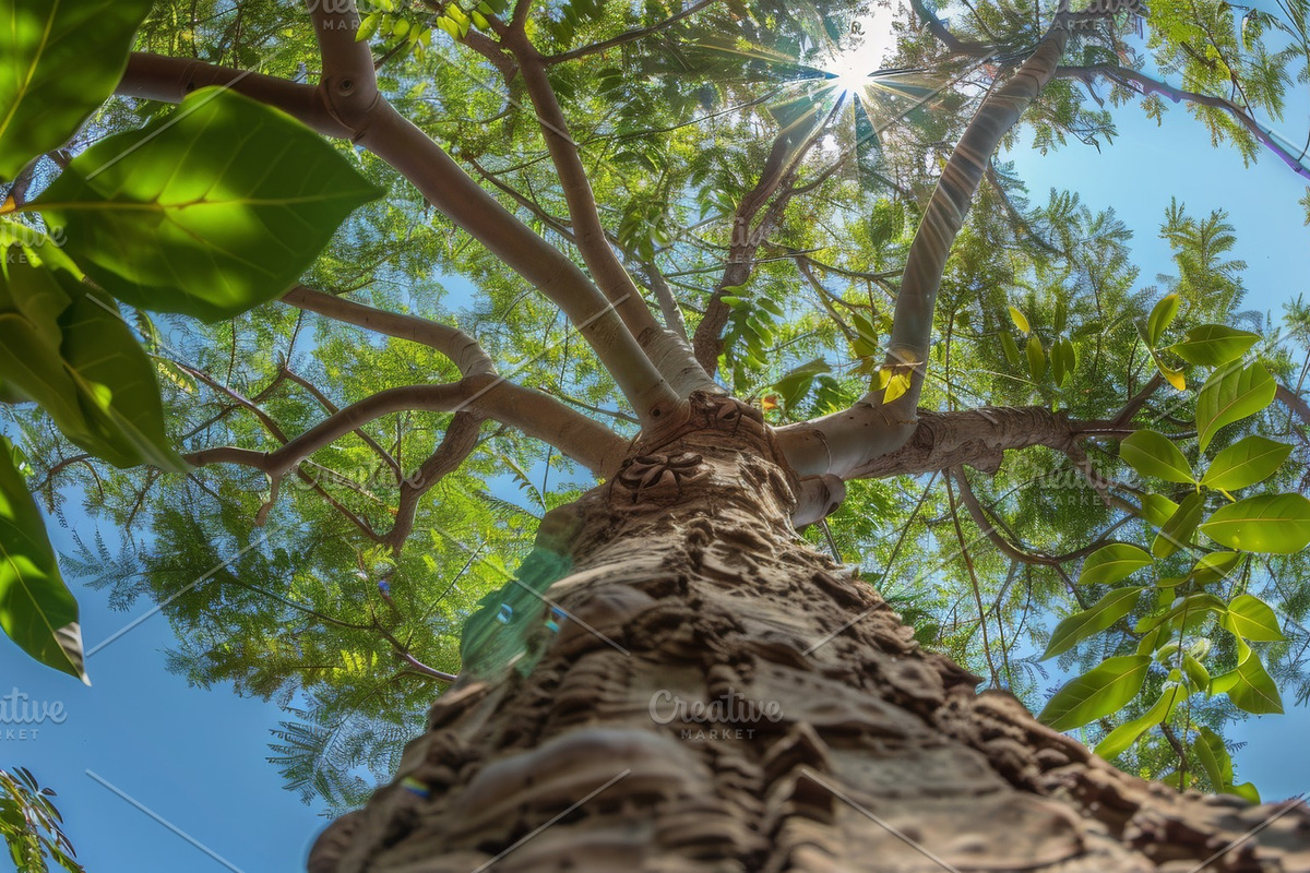 98 Trees view from below, a Nature Photo by Handmadefont (Photo 87 of 98)