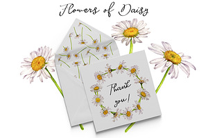 Flowers Of Daisy