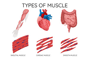 Types of muscle cells include, an Illustration by Things for designers