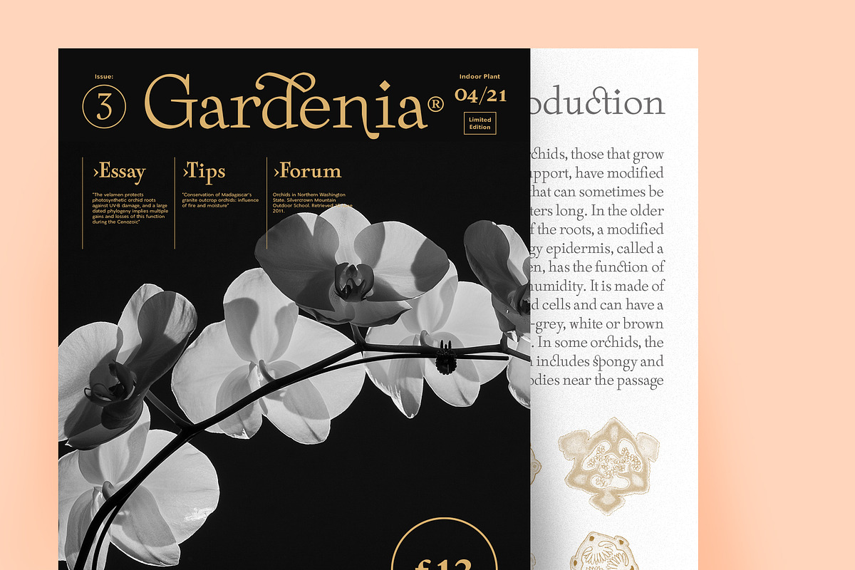 75% Off Rachee Display, a Font by Sundance Tipografia (Photo 9 of 10)
