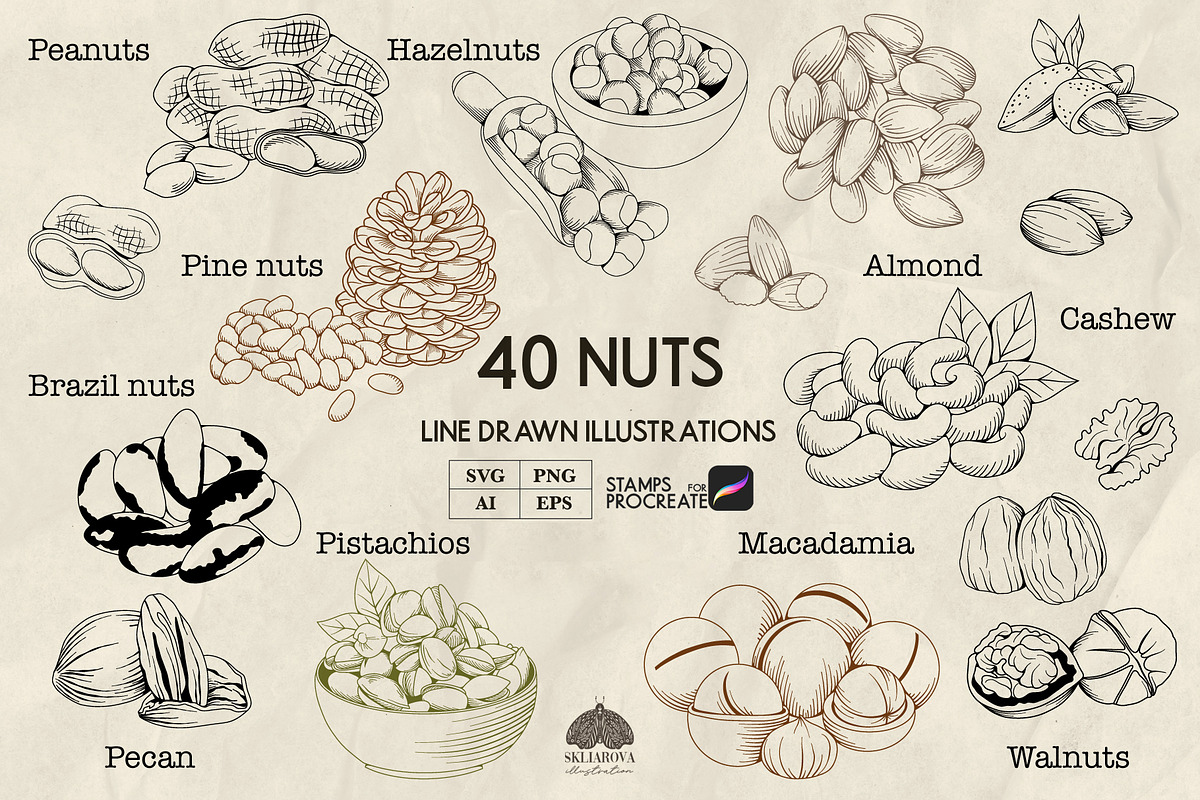Nuts Line Art + Procreate, a Food Illustration by Skliarova (Photo 1 of 3)