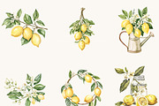 Watercolor Lemon Clipart Bundle, an Object Illustration by BusyDaydesign (Thumbnail 6 of 9)