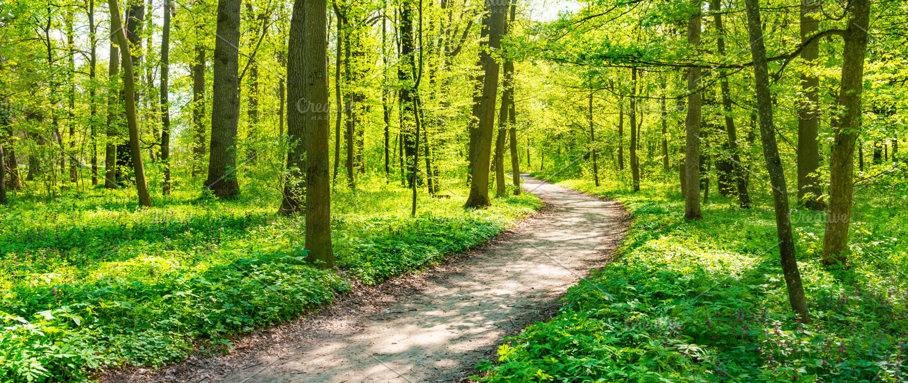 Green forest with spring trees, a Nature Photo by Vapi