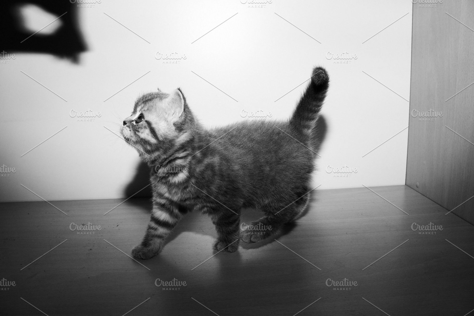 A little british breed kitten containing domestic cat, pets, and animal, an Animal Photo by Oleksandr Masnyi