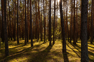 Sunrise or sunset in tall pine forest with long shadows on mossy ground. Nature, a Nature Photo by Eugene_Photo