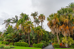 Lush palm trees at the Royal Botanic Garden in Sydney, Australia, a Nature Photo by GoodGoods
