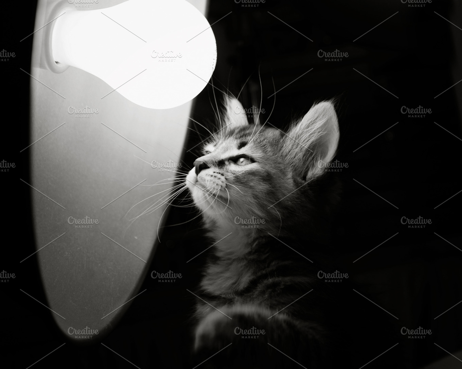 Idea Kitten, an Animal Photo by Creatively Happy Studio