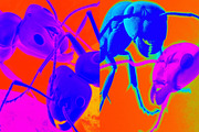 30 Psychedelic Ant Backgrounds, an Animal Illustration by Incomelion (Thumbnail 9 of 11)