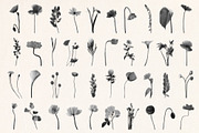 Shadow Blooms, an Object Graphic by Dina Mae (Thumbnail 6 of 10)