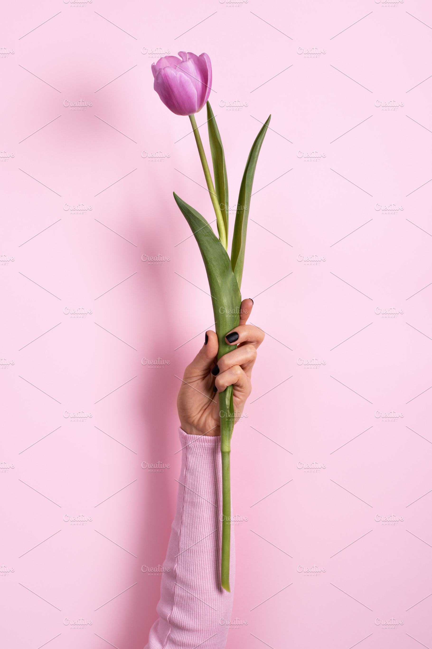 A woman's hand with dark nail polish holds a single pink tulip a, a Holiday Photo by Ales Munt