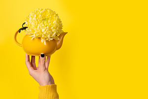 Hand holding a yellow teapot filled with yellow chrysanthemum fl, a Nature Photo by Ales Munt